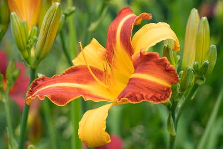 Day lily (Hemerocallis), close up of the flower headの写真素材