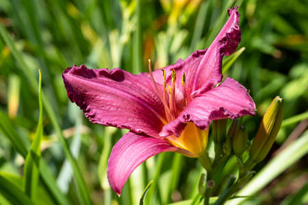 Day lily (Hemerocallis), close up of the flower headの写真素材