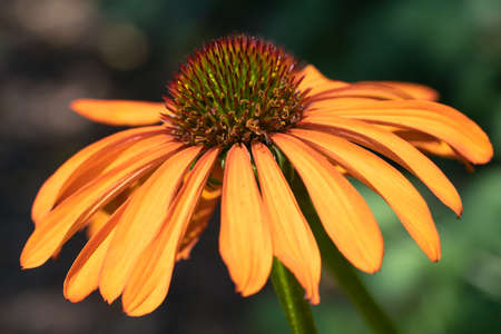 Coneflower (Echinacea purpurea), flowers of summerの写真素材