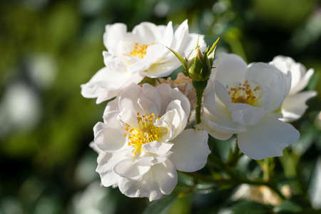 Close up image of rose blossom, bee-friendly flower of summerの写真素材