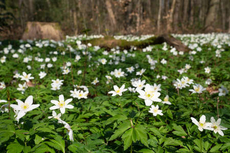 Forest during springtime, close up image of windflowers (Anemone nemorosa)の写真素材