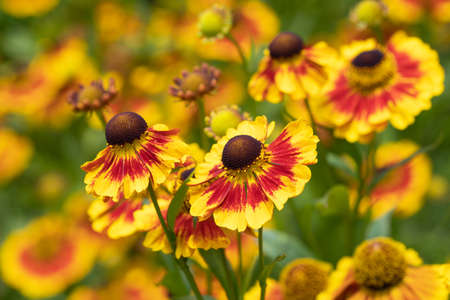 Helen's Flower (Helenium), flowers of summertimeの写真素材