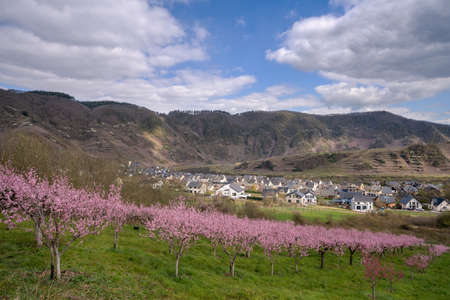 Blossom of vinyard peach tree, springtime in Moselle region, Bremm, Germanyの写真素材