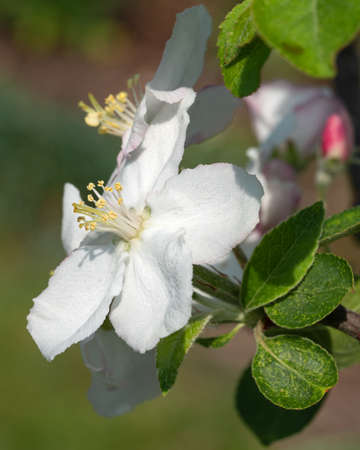 Apple tree (Malus domestica), blossoms of springtimeの写真素材