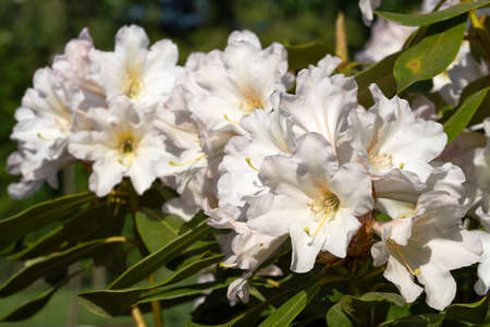 Rhododendron hybrid scent hedge (Rhododendron hybrid), close up of the flower headの写真素材