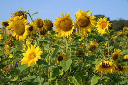 Panoramic image of field of sunflowers (Helianthus annuus)の写真素材