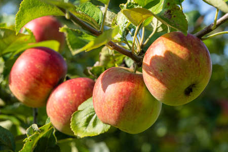 Close up image of apples ready to reap; fruits of autumnの写真素材