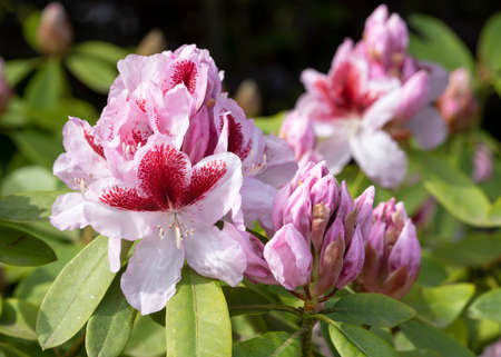 Rhododendron Hybrid (Rhododendron hybrid), close up of the flower head in sunshineの写真素材