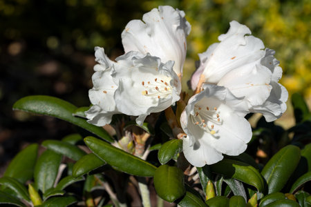 Rhododendron Hybrid (Rhododendron hybrid), close up of the flower head in sunshineの写真素材