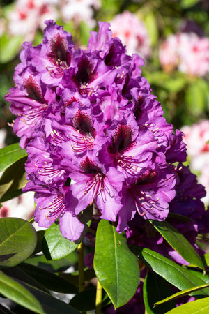Rhododendron Hybrid (Rhododendron hybrid), close up of the flower head in sunshineの写真素材