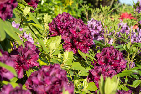 Rhododendron Hybrid (Rhododendron hybrid), close up of the flower head in sunshineの写真素材
