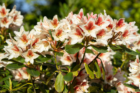 Rhododendron Hybrid (Rhododendron hybrid), close up of the flower head in sunshineの写真素材