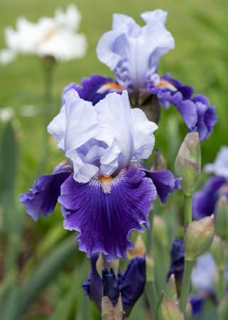 German iris (Iris barbata), close up image of the flower headの写真素材