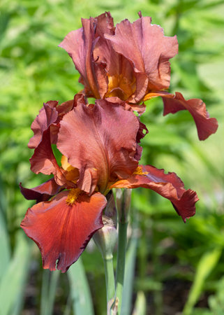 German iris (Iris barbata), close up image of the flower headの写真素材