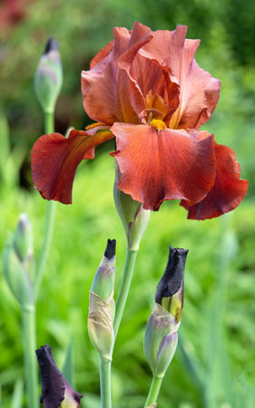 German iris (Iris barbata), close up image of the flower headの写真素材