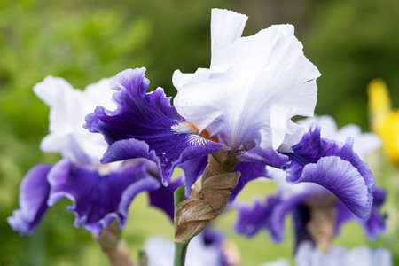 German iris (Iris barbata), close up image of the flower headの写真素材