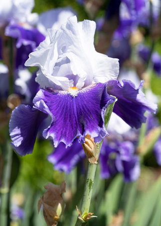 German iris (Iris barbata), close up image of the flower headの写真素材