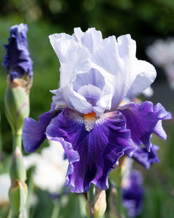 German iris (Iris barbata), close up image of the flower headの写真素材