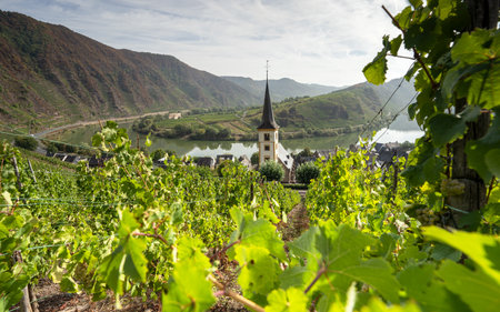Panoramic image of Bremm with loop of Moselle river, Germanyの写真素材