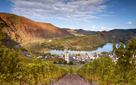 Panoramic image of Bremm with loop of Moselle river, Germanyの写真素材