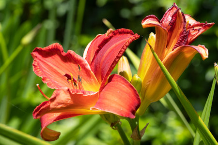 Day lily (Hemerocallis), close up of the flower headの写真素材