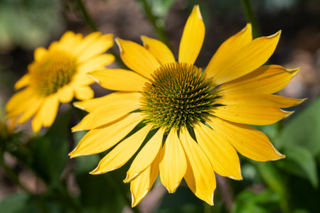 Coneflower (Echinacea purpurea), flowers of summerの写真素材