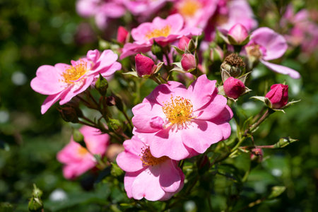 Close up image of rose blossom, bee-friendly flower of summerの写真素材