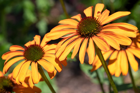Coneflower (Echinacea purpurea), flowers of summerの写真素材
