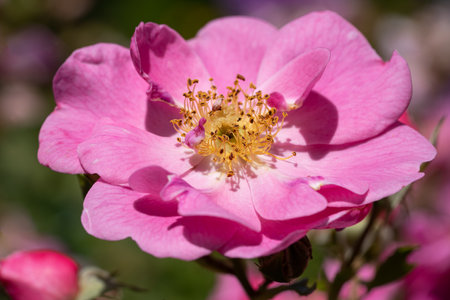 Close up image of rose blossom, bee-friendly flower of summerの写真素材