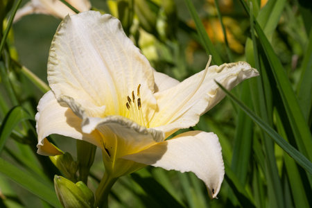Day lily (Hemerocallis), close up of the flower headの写真素材
