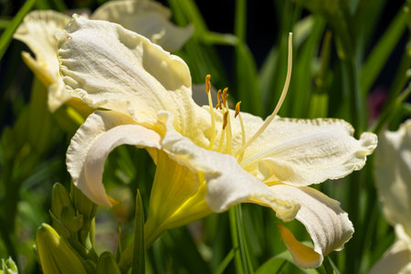 Day lily (Hemerocallis), close up of the flower headの写真素材