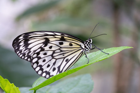 Large tree nymph butterfly (Idea leuconoe), close-up of the butterflyの写真素材