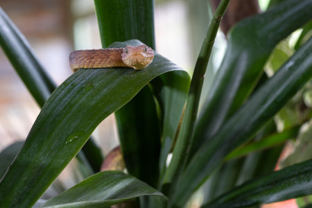 Close up image of Leaf viper (Atheris squamigera)の写真素材