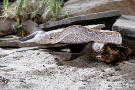 Close up image of Tropical rattlesnake (Crotalus durissus)の写真素材