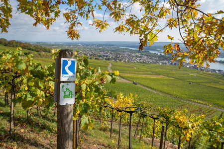 RUEDESHEIM, GERMANY - OCTOBER 8, 2021: Long distance Rheinsteig hiking trail with focus on the typical waymarks on October 8, 2021 in Germanyのeditorial素材