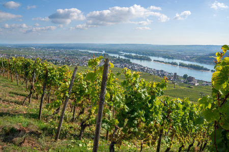 RUEDESHEIM, GERMANY - OCTOBER 8, 2021: Ruedesheim within the vineyards of the Rhine valley on a beautiful autumnal day on October 8, 2021 in Germanyのeditorial素材