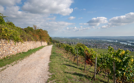 RUEDESHEIM, GERMANY - OCTOBER 8, 2021: Ruedesheim within the vineyards of the Rhine valley on a beautiful autumnal day on October 8, 2021 in Germanyのeditorial素材