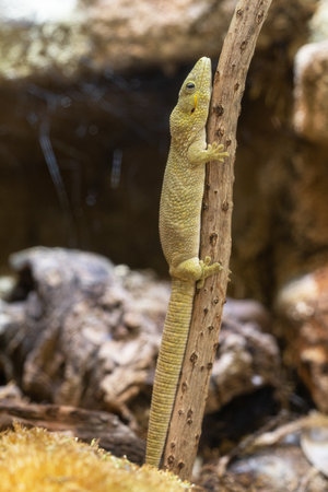 Farmer's Chameleon Gecko (Eurydactylodes agricolae)の写真素材