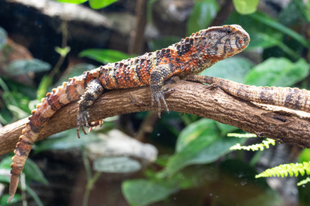 Chinese Crocodile Lizard (Shinisaurus crocodilurus)の写真素材