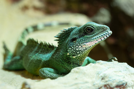 Close up image of Asian Water Dragon (Physignathus cocincinus)の写真素材