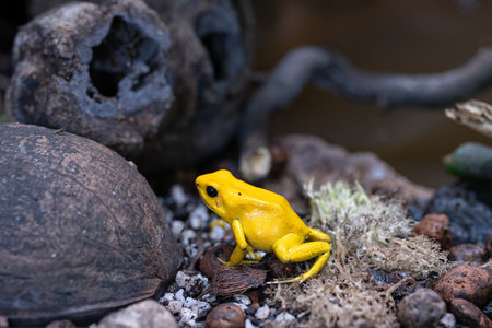 Close-up image of Golden dart frog (Phyllobates terribilis)の写真素材