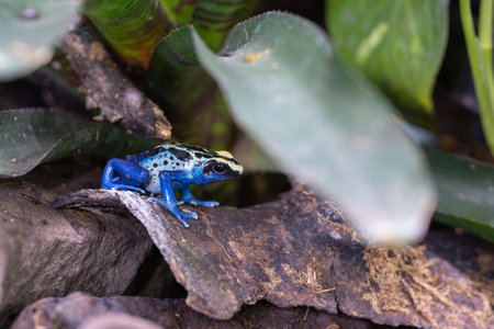 Close-up image of Dyeing poison frog (Dendrobates tinctorius)の写真素材