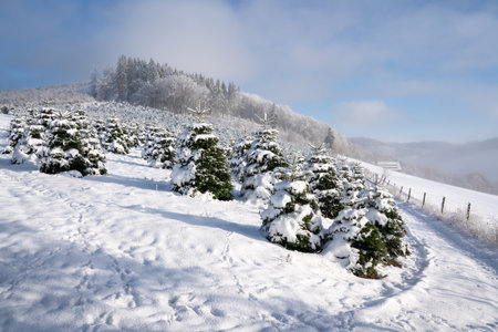 Panoramic image of winter landscape, Schmallenberg, Sauerland, Germanyの写真素材