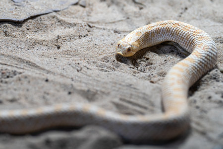 Close-up image of Texas hog-nosed snake (Heterodon nasicus)の写真素材