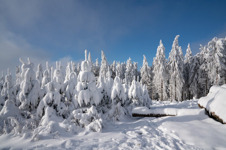 Panoramic landscape image of Kahler Asten during wintertime, Sauerland, Germanyの写真素材
