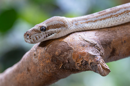 Close-up image of Central Australian Carpet Python (Morelia bredli)の写真素材
