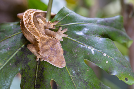 Close-up image of Eyelash gecko (Correlophus ciliatus)の写真素材