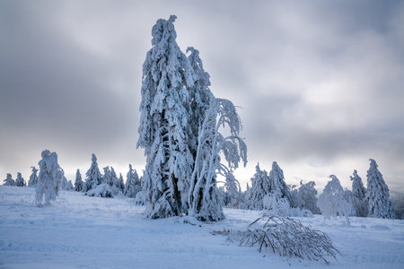 Panoramic landscape image of Kahler Asten during wintertime, Sauerland, Germanyの写真素材
