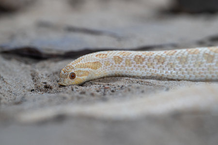 Close-up image of Texas hog-nosed snake (Heterodon nasicus)の写真素材