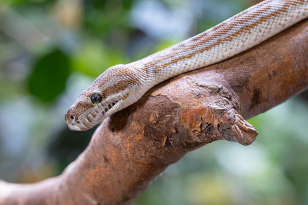 Close-up image of Central Australian Carpet Python (Morelia bredli)の写真素材